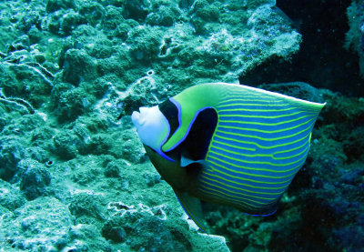 Pomacanthidae - Pomacanthus imperator - Emperor Angelfish - Similan Islands Marine Park Thailand (3).JPG