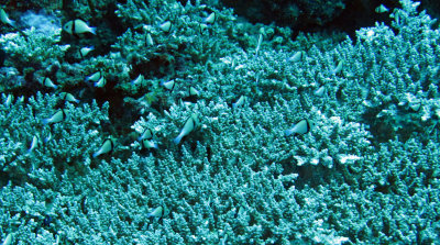 Pomacentridae - Chromis species - Similan Islands Marine Park Thailand (1).JPG