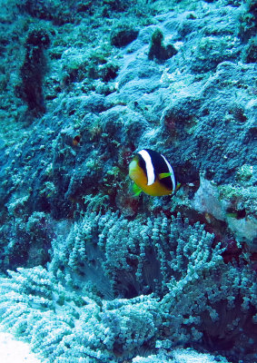 Pomacentridae - Clark's Anemonefish - Amphiprion clarkii - Similan Islands Marine Park Thailand (9).JPG