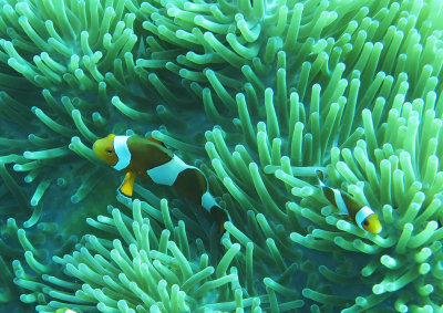 Pomacentridae - False Clown Anemonefish - Amphiprion ocellaris - Similan Islands Marine Park Thailand (5).JPG