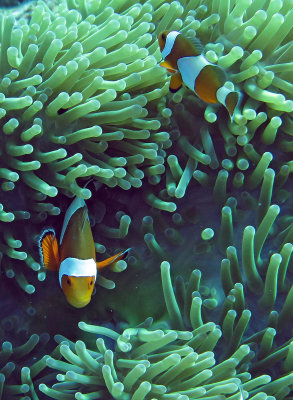 Pomacentridae - False Clown Anemonefish - Amphiprion ocellaris - Similan Islands Marine Park Thailand (6).JPG