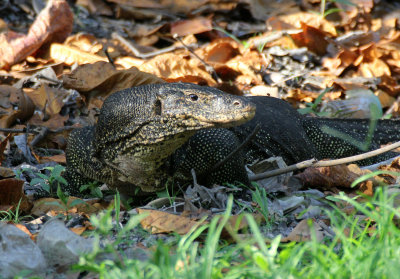 Reptile - Water Monitor Lizard - Similan Islands Marine Park Thailand (5).JPG