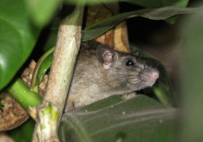 Rodent - Brown Rat - Similan Islands Marine Park Thailand (3).JPG