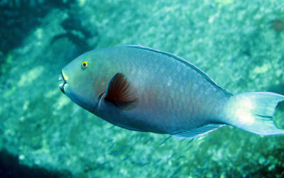 Scaridae - Scarus Species - Parrotbill species - Similan Islands Marine Park Thailand (1).JPG