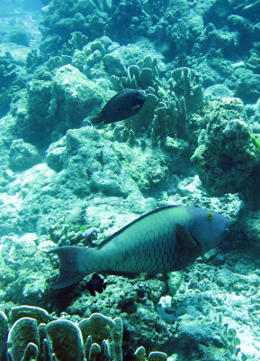 Scaridae - Scarus flavopectoralis - Yellowfin Parrotfish - Similan Islands Marine Park Thailand (2).JPG