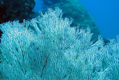 Similan Islands Marine Park Thailand (38).JPG