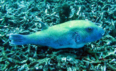 Tetraodontidae - Stars & Stripes Toadfish - Arothron hispidus -  (4).JPG