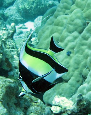 Zanclidae - Moorish Idol - Zanclus cornutus - Similan Islands Marine Park Thailand (4).JPG