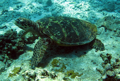 Reptile - Hawksbill Turtle - Eretmochelys imbricata - Similan Islands Marine Park Thailand (3).JPG