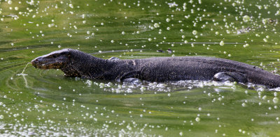 Reptile - Water Monitor Lizard - Similan Islands Marine Park Thailand (14).JPG