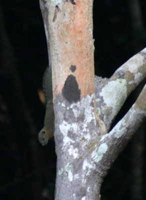 Rodent - Squirrel - Similan Island Grey-bellied Squirrel - Similan Islands Marine Park Thailand (4).JPG