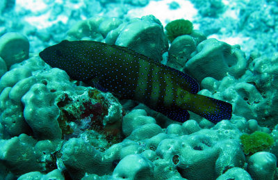 Serranidae - Cephalolophis argus - Peacock Rockcod - Similan Islands Marine Park Thailand (3).JPG