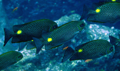 Siganidae - Siganus species - Spinefoot species - needs ID - Similan Islands Marine Park Thailand (2).JPG