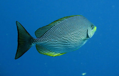 Siganidae - species needs ID - Similan Islands Marine Park Thailand (1).JPG