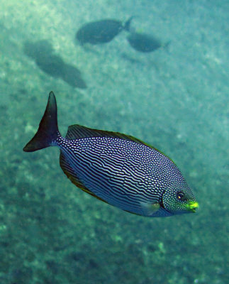 Siganidae - species needs ID - Similan Islands Marine Park Thailand (2).JPG