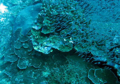 Similan Islands Marine Park Thailand (27).JPG