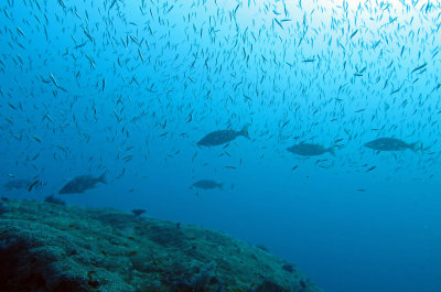 Similan Islands Marine Park Thailand (48).JPG