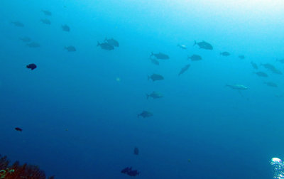 Similan Islands Marine Park Thailand - Trevally in background (2).JPG