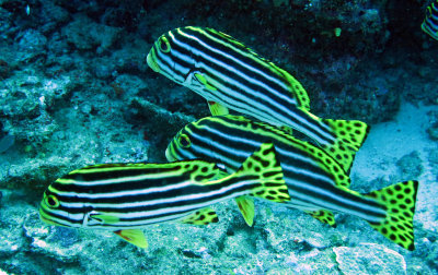 Sweetlips - Giant Sweetlips - Plectorhinchus obscurum - Similan Islands Marine Park Thailand (2).JPG