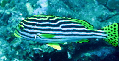 Sweetlips - Giant Sweetlips - Plectorhinchus obscurum - Similan Islands Marine Park Thailand (5).JPG