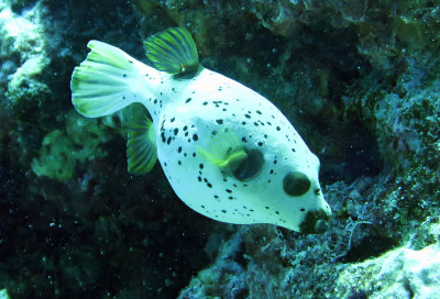 Tetraodontidae - Black-spotted Toadfish - Arothron nigropunctatus - Similan Islands Marine Park Thailand (2).JPG