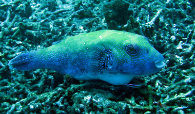 Tetraodontidae - Stars & Stripes Toadfish - Arothron hispidus -  (3).JPG