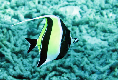 Zanclidae - Moorish Idol - Zanclus cornutus - Similan Islands Marine Park Thailand (5).JPG