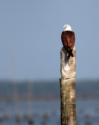 BIRD - KITE - BRAHMINY KITE - BAN TABOON HARBOR PETCHABURI (10).JPG