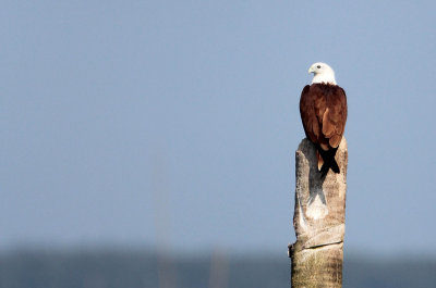 BIRD - KITE - BRAHMINY KITE - BAN TABOON HARBOR PETCHABURI (11).JPG