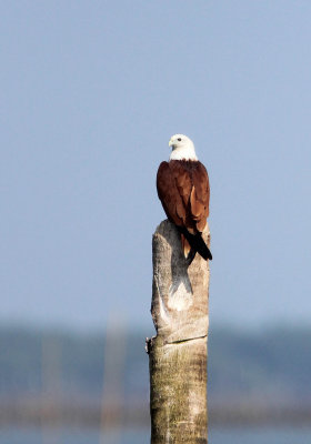 BIRD - KITE - BRAHMINY KITE - BAN TABOON HARBOR PETCHABURI (7).JPG