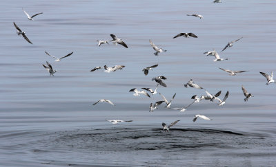 BIRD - TERNS - VARIOUS SPECIES - BAN TABOON PETCHABURI THAILAND - 2014 (6).JPG