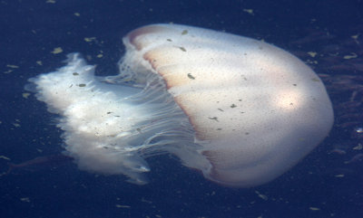 CNIDARIAN - BAN TABOON HARBOR PETCHABURI.JPG