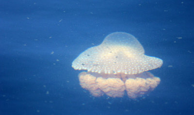 CNIDARIAN SPECIES - BAN TABOON HARBOR PETCHABURI (4).JPG