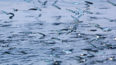 FISH - SARDINES - BAN TABOON HARBOR PETCHABURI (3).JPG