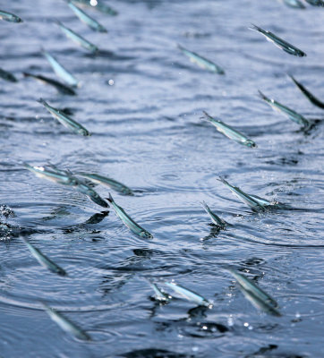 FISH - SARDINES - BAN TABOON HARBOR PETCHABURI (7).JPG