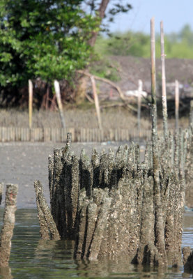 BAN TABOON HARBOR PETCHABURI A (1).JPG