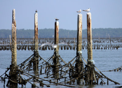 BAN TABOON PETCHABURI THAILAND - 2014 (120).JPG
