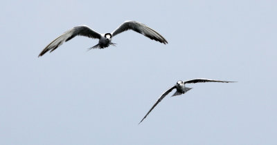 BIRD - TERNS - VARIOUS SPECIES - BAN TABOON PETCHABURI THAILAND - 2014 (16).JPG