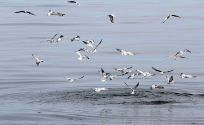 BIRD - TERNS - VARIOUS SPECIES - BAN TABOON PETCHABURI THAILAND - 2014 (4).JPG