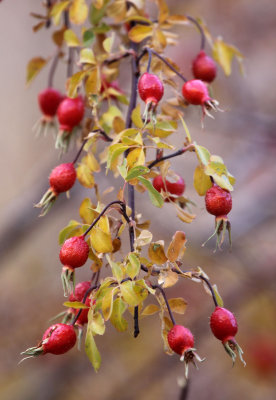 PLANT - HEMIS NATIONAL PARK - LADAKH INDIA - JAMMU & KASHMIR (2).JPG