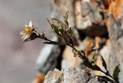 PLANT - HEMIS NATIONAL PARK - LADAKH INDIA - JAMMU & KASHMIR NEAR RUMBAK VILLAGE (21).JPG