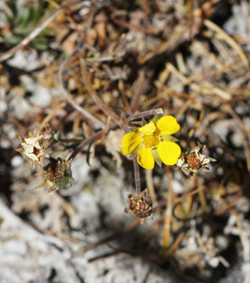 PLANT - HEMIS NATIONAL PARK - LADAKH INDIA - JAMMU & KASHMIR NEAR RUMBAK VILLAGE (30).JPG