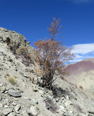 PLANT - HEMIS NATIONAL PARK - LADAKH INDIA - JAMMU & KASHMIR NEAR RUMBAK VILLAGE (50).JPG