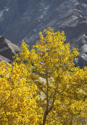 HEMIS NATIONAL PARK - LADAKH INDIA - JAMMU & KASHMIR NEAR RUMBAK VILLAGE (13).JPG