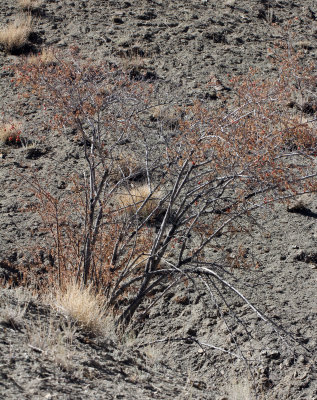 HEMIS NATIONAL PARK - LADAKH INDIA - JAMMU & KASHMIR NEAR RUMBAK VILLAGE (250).JPG