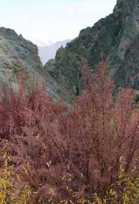 HEMIS NATIONAL PARK - LADAKH INDIA - JAMMU & KASHMIR NEAR RUMBAK VILLAGE (344).JPG