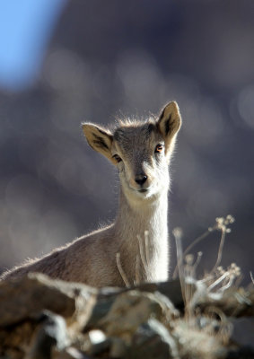 BOVID - BLUE SHEEP - HEMIS NATIONAL PARK - LADAKH INDIA - JAMMU & KASHMIR (112).JPG