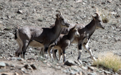 BOVID - BLUE SHEEP - HEMIS NATIONAL PARK - LADAKH INDIA - JAMMU & KASHMIR (32).JPG