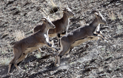 BOVID - BLUE SHEEP - HEMIS NATIONAL PARK - LADAKH INDIA - JAMMU & KASHMIR (44).JPG