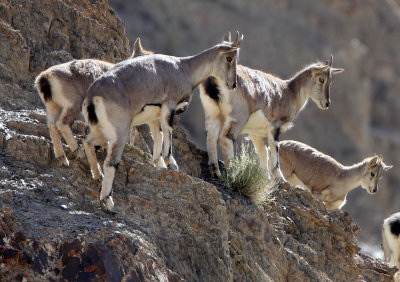 BOVID - BLUE SHEEP - HEMIS NATIONAL PARK - LADAKH INDIA - JAMMU & KASHMIR (78).JPG